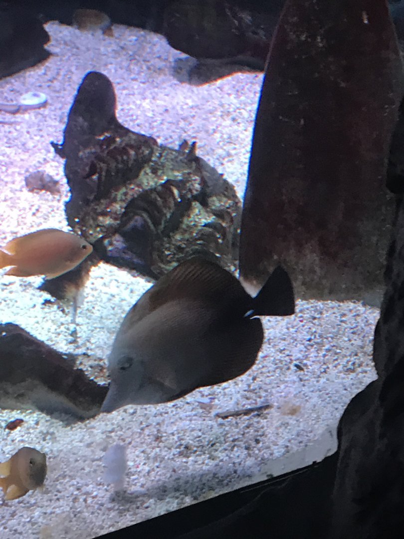 ID? of both fish