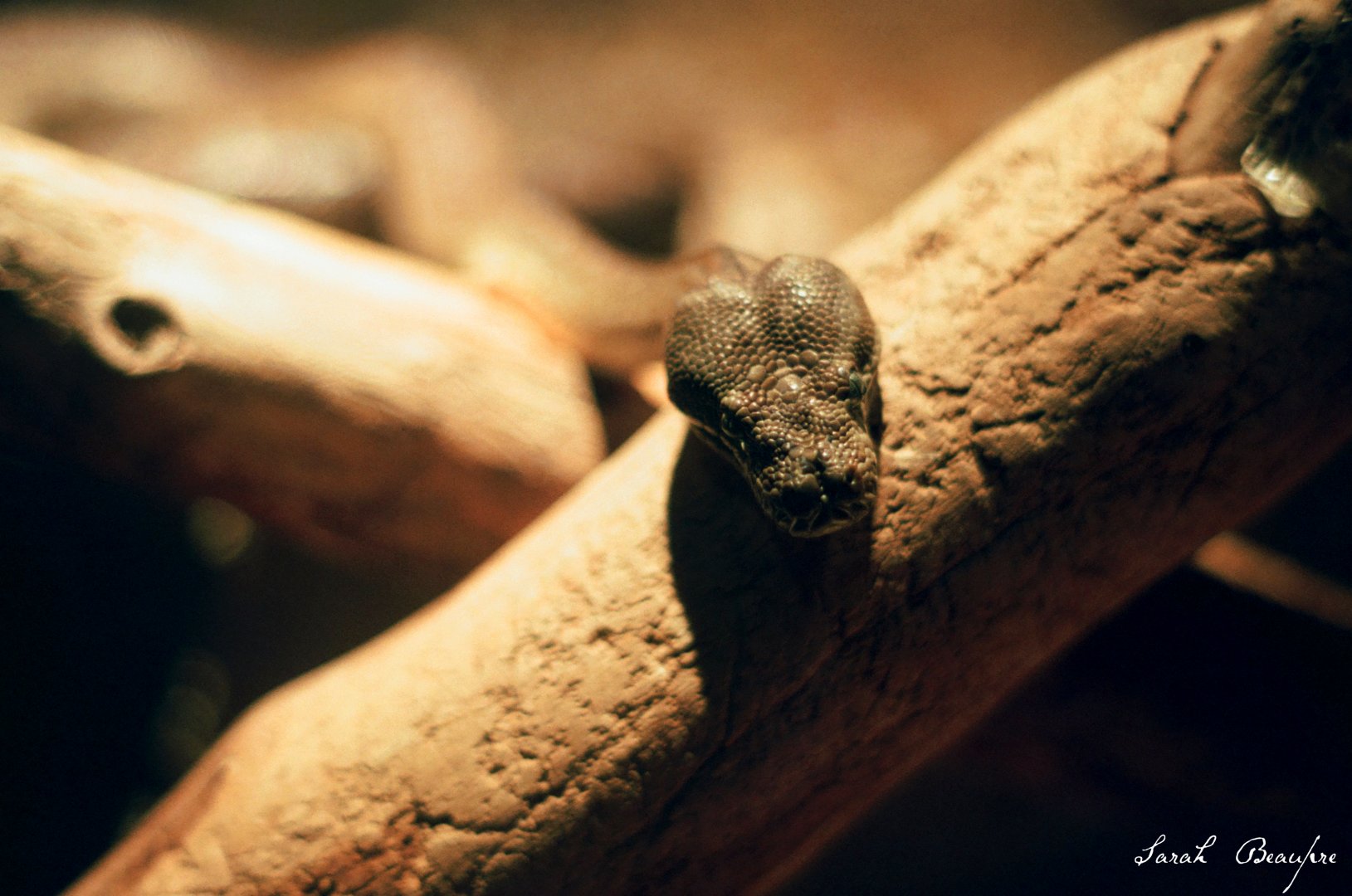 ID? Omaha Oct 2018 - first group of herps in desert, between africa and australia