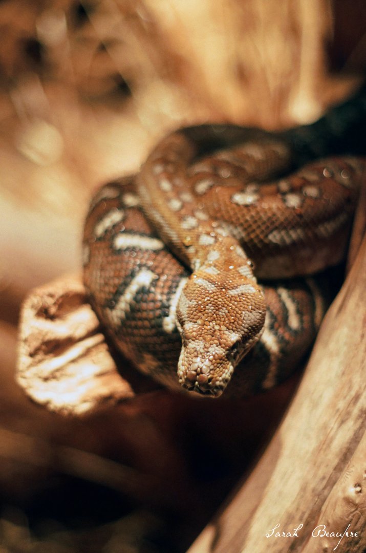 ID? Omaha Oct 2018 - first group of herps in desert, between africa and australia