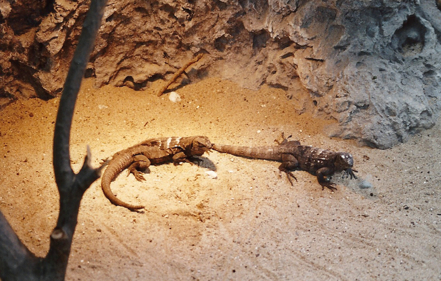 ID? Photographed in Blijdorp in Mai 2001