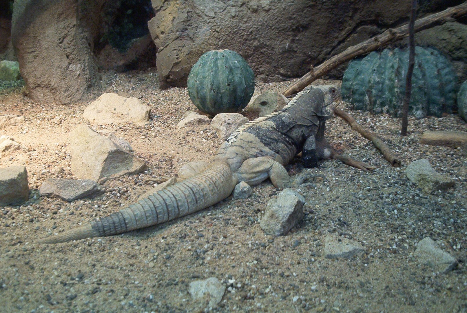 ID? Photographed in Blijdorp in september 2001