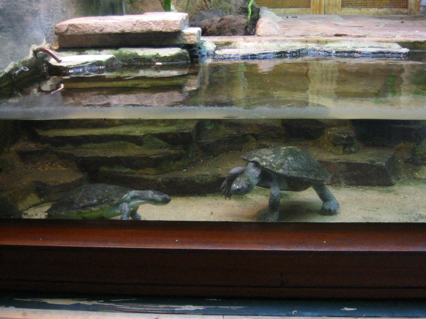 ID? Photographes in Artis in August 2003