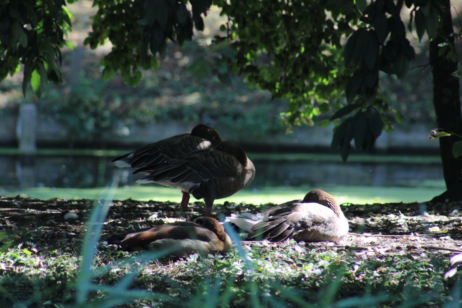 ID- Pink-Footed or white-fronted Geese?