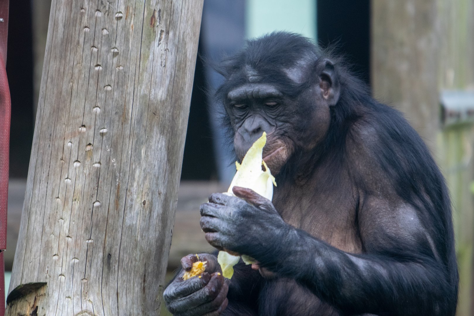ID Please - Bonobo at Twycross