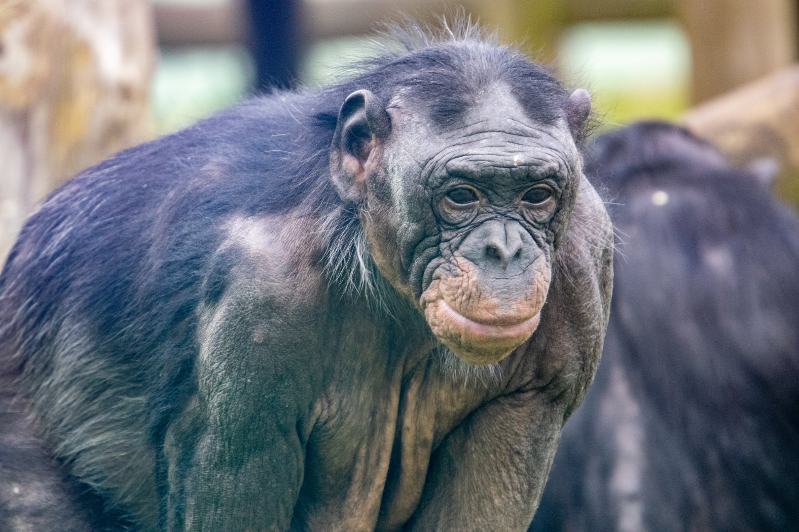 ID Please - Bonobo at Twycross