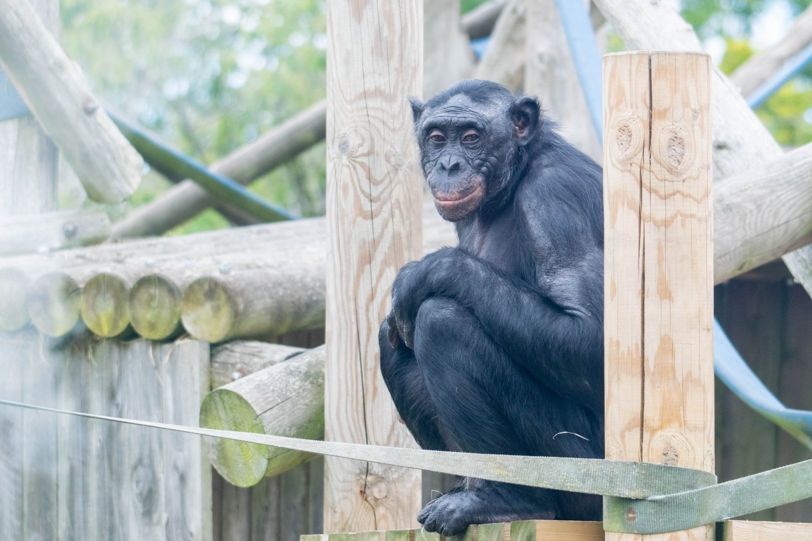 ID Please - Bonobo at Twycross