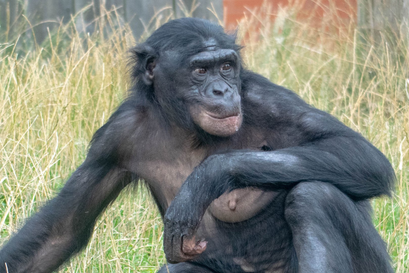 ID Please - Bonobo at Twycross