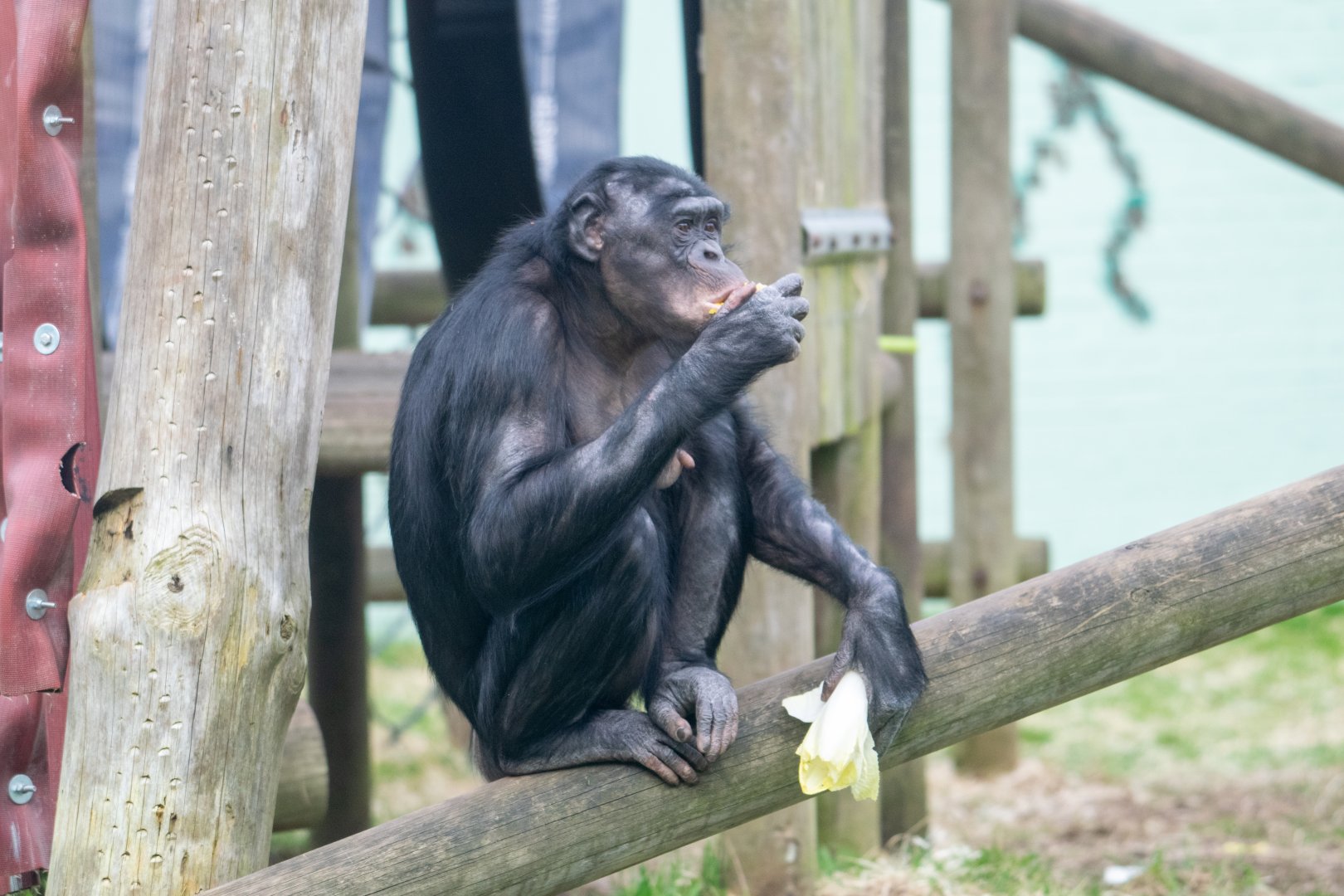ID Please - Bonobo at Twycross