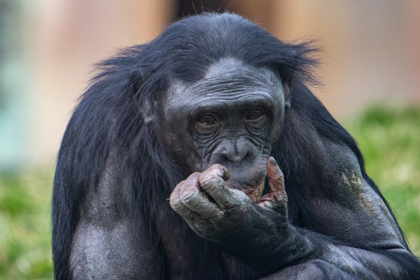 ID Please - Bonobo at Twycross