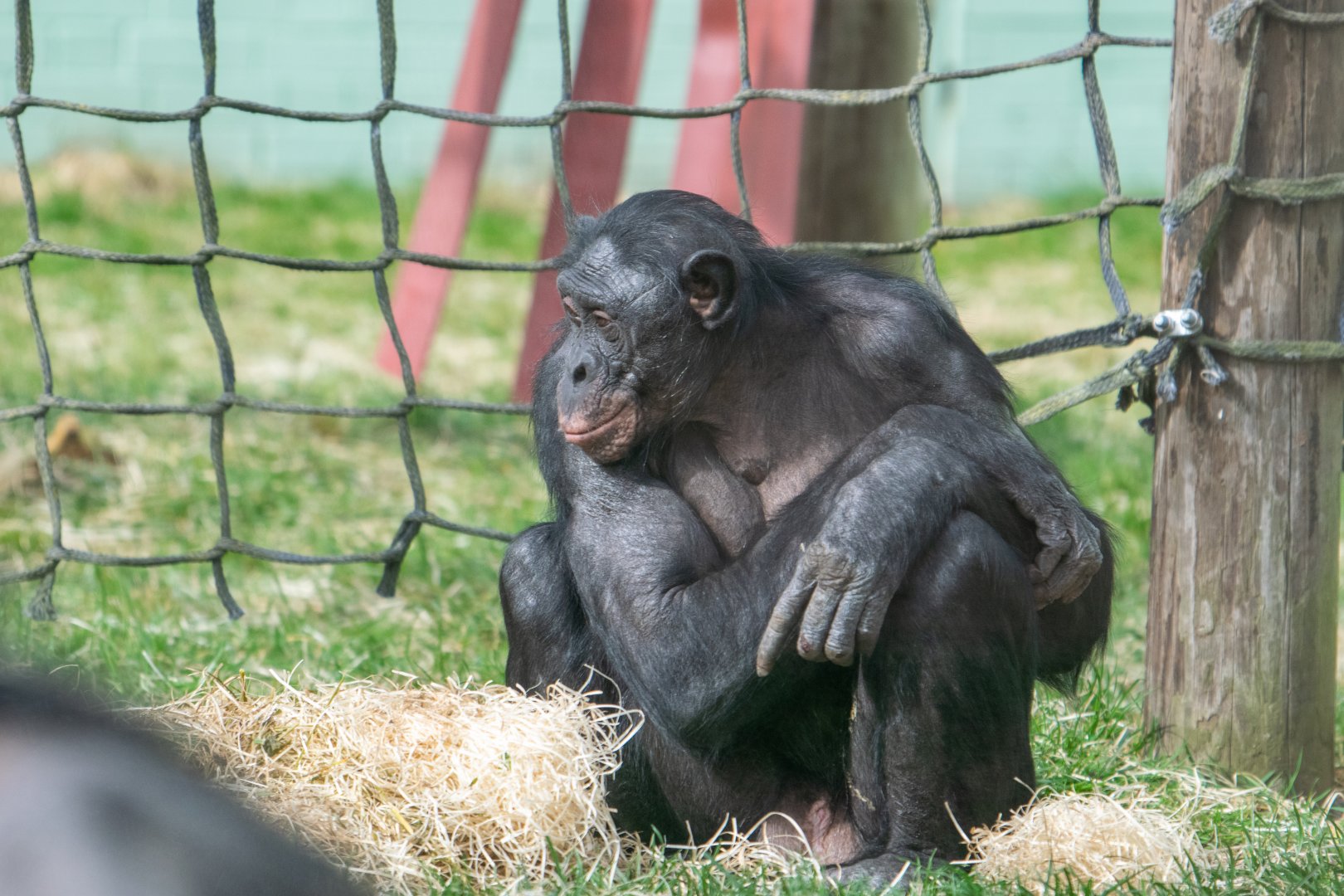 ID Please - Bonobo at Twycross
