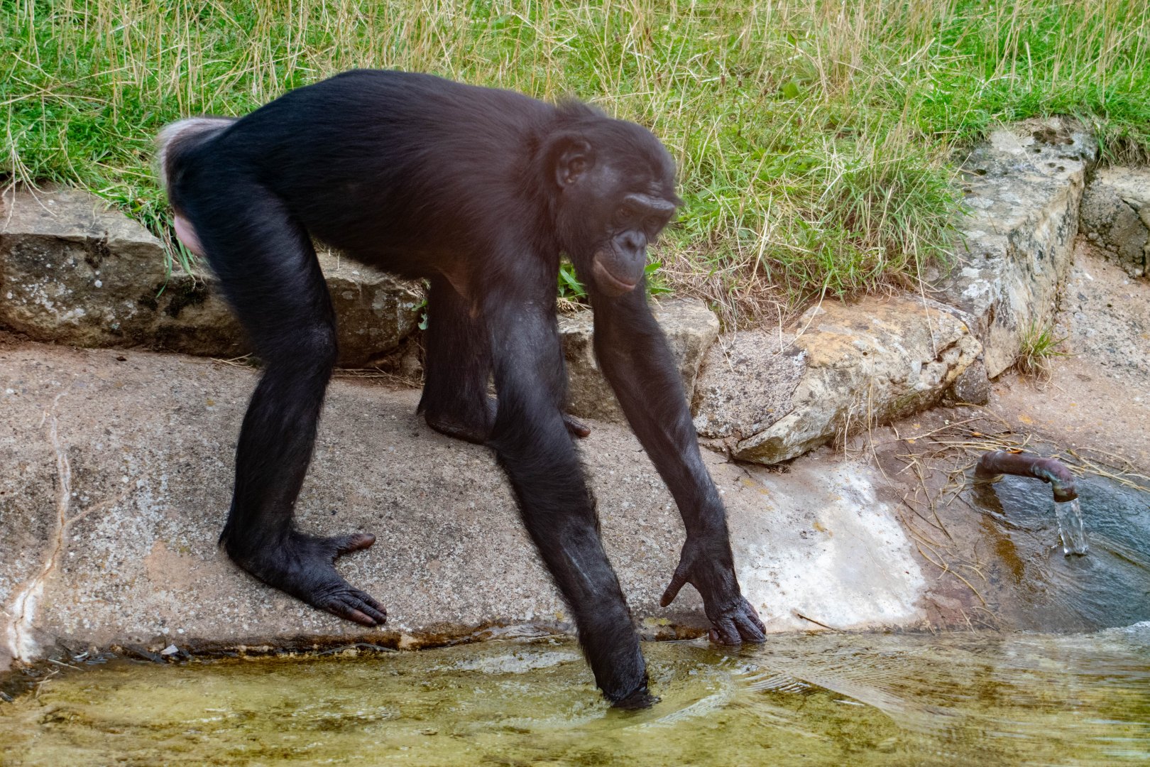 ID Please - Bonobo playing in water