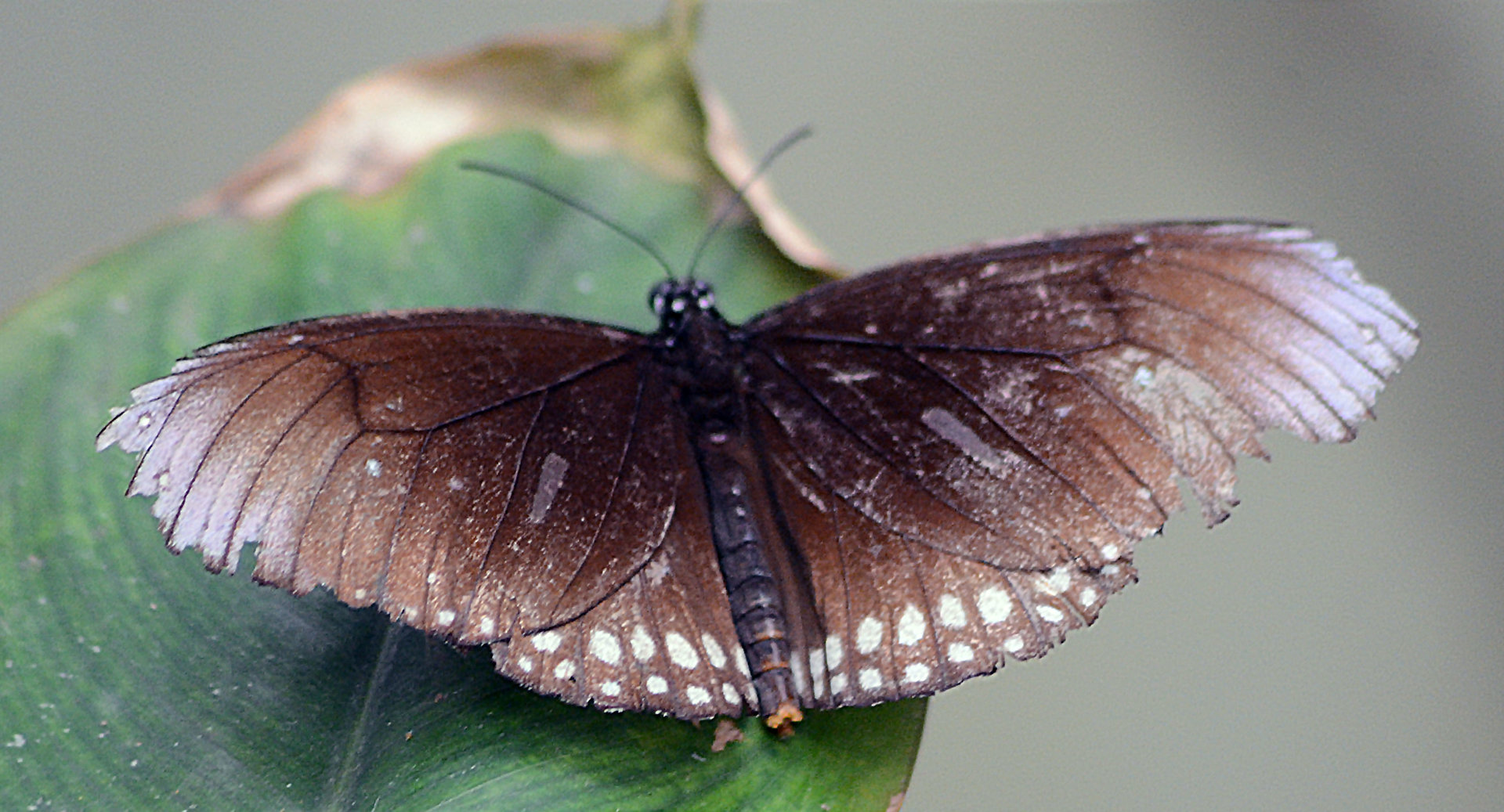 ID Please Bristol 2015