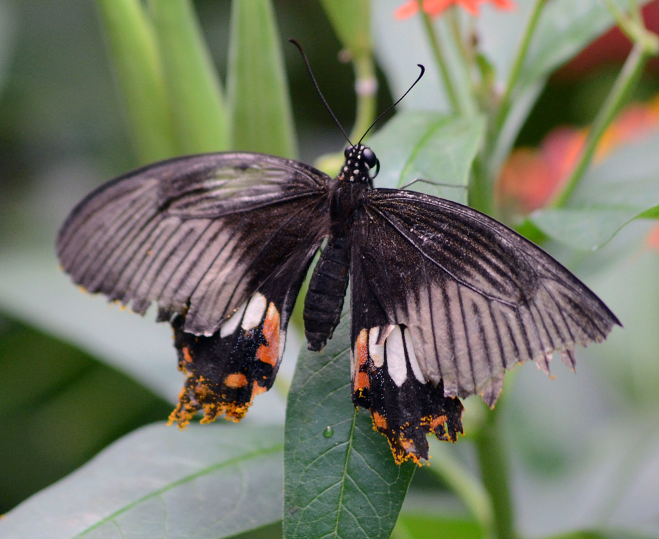 ID Please Bristol 2015