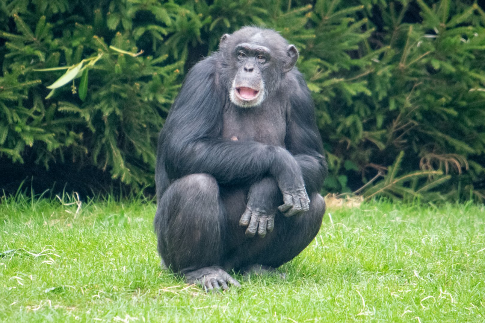 ID Please - Chester Chimpanzee
