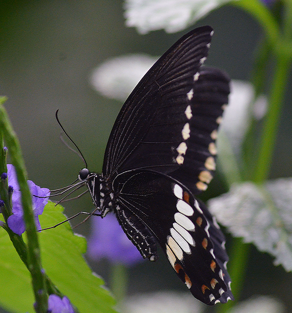 ID PLEASE from 2017?