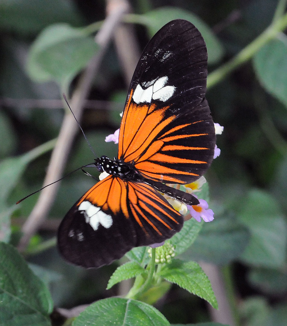 ID PLEASE from 2018?