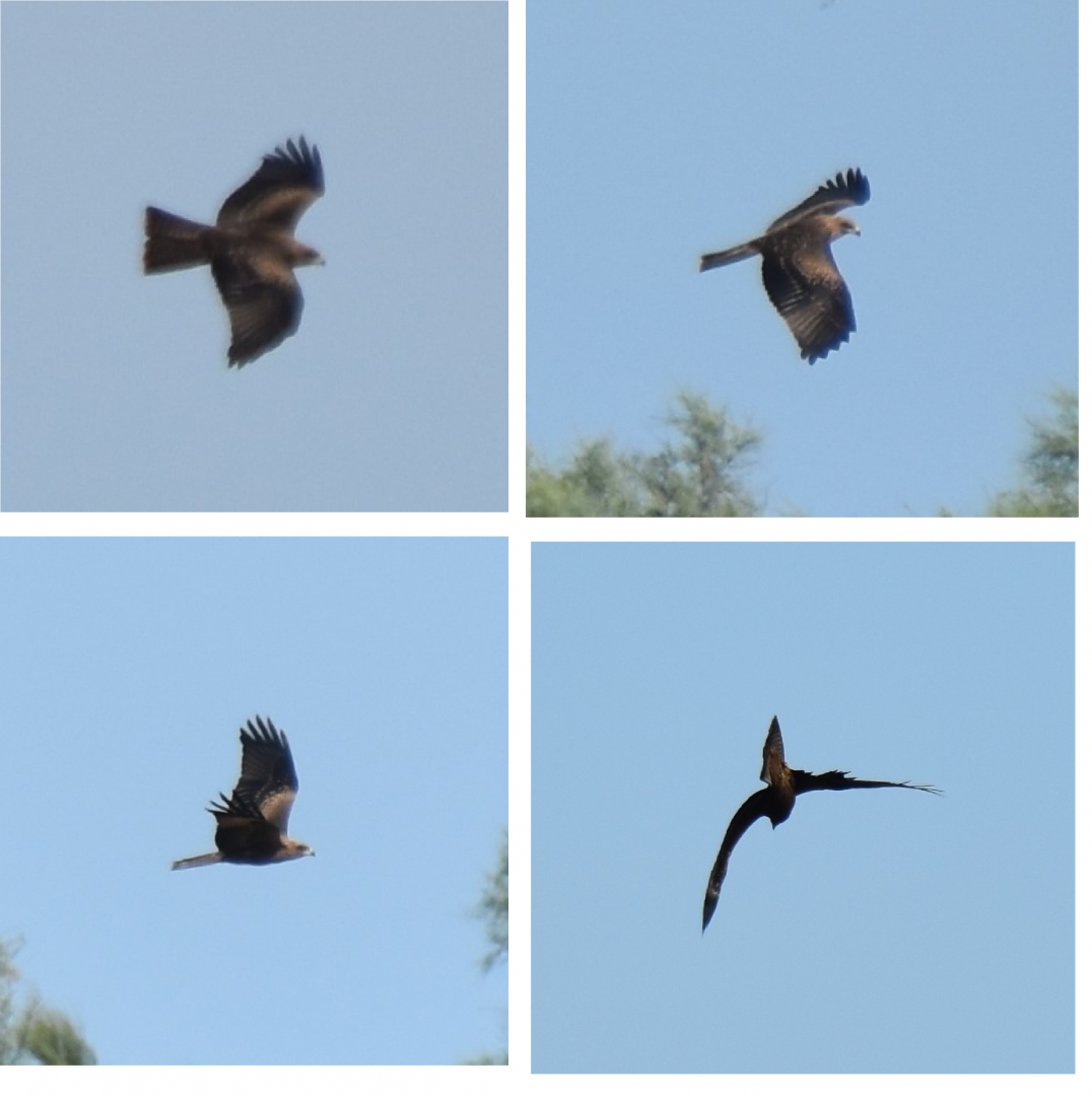 ID please - Golden or Booted eagle?