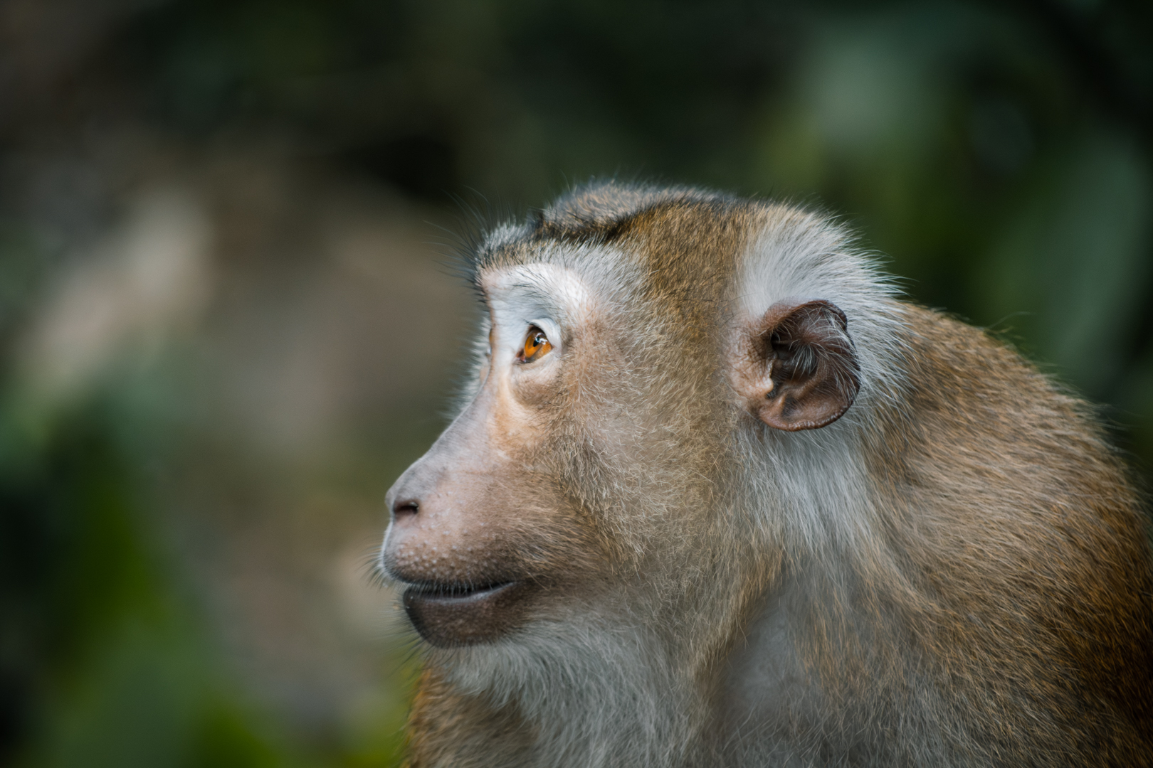 ID please - I don't know if those are Northern or Southern Pig-Tailed Macaques
