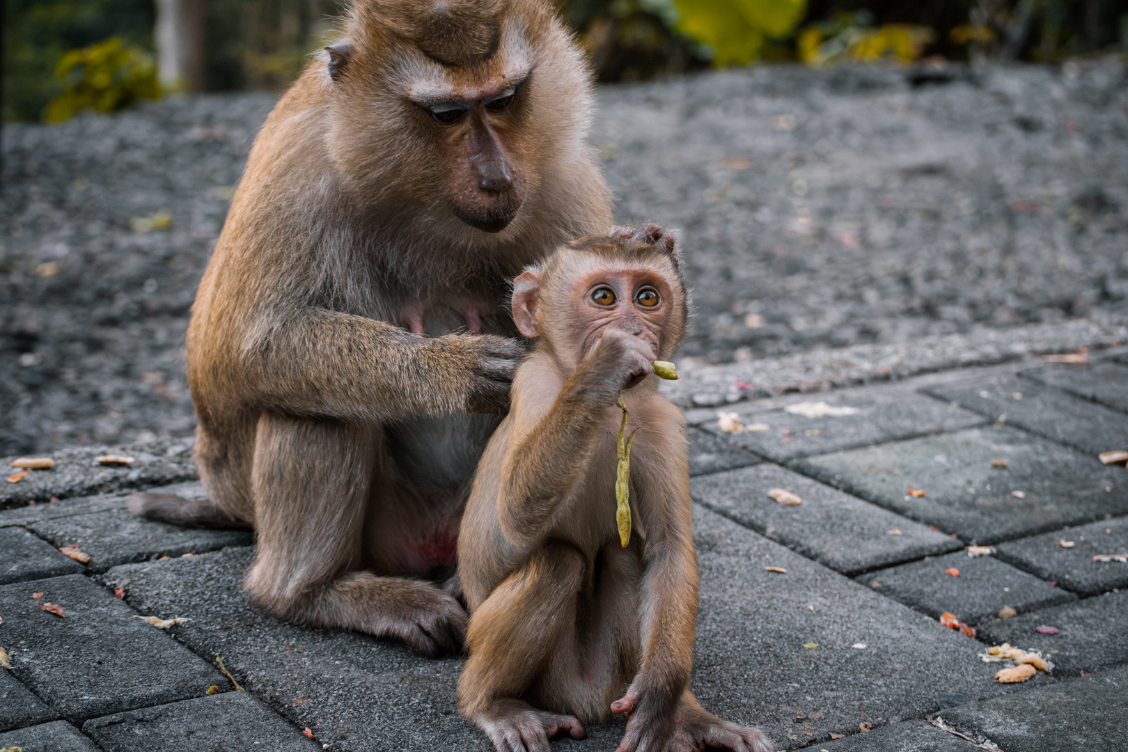 ID please - I don't know if those are Northern or Southern Pig-Tailed Macaques