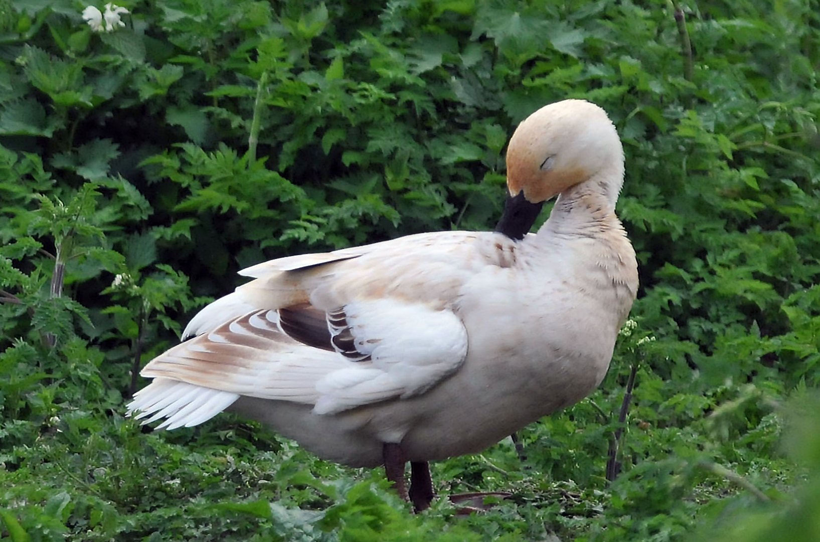 Id please if possible?