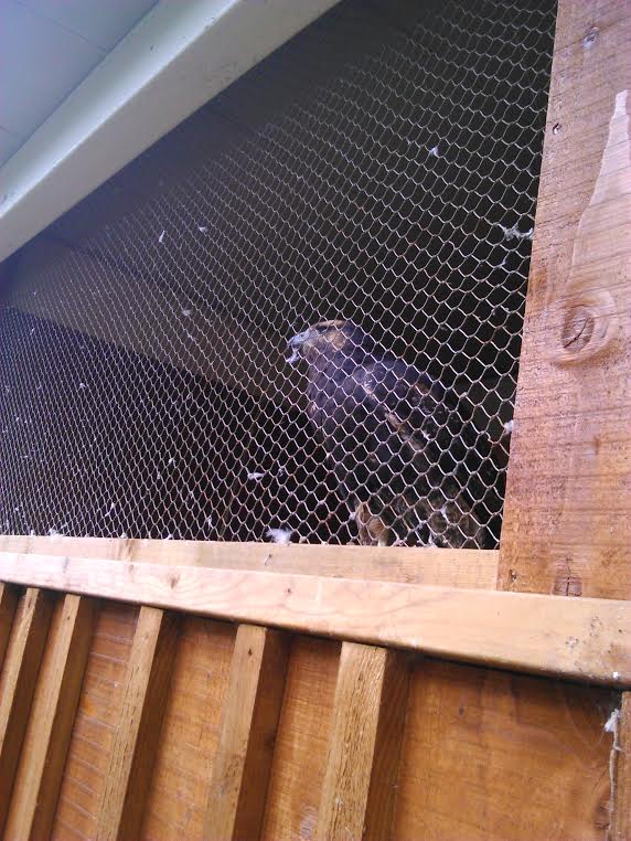 ID please? No sign on these new mews... :(