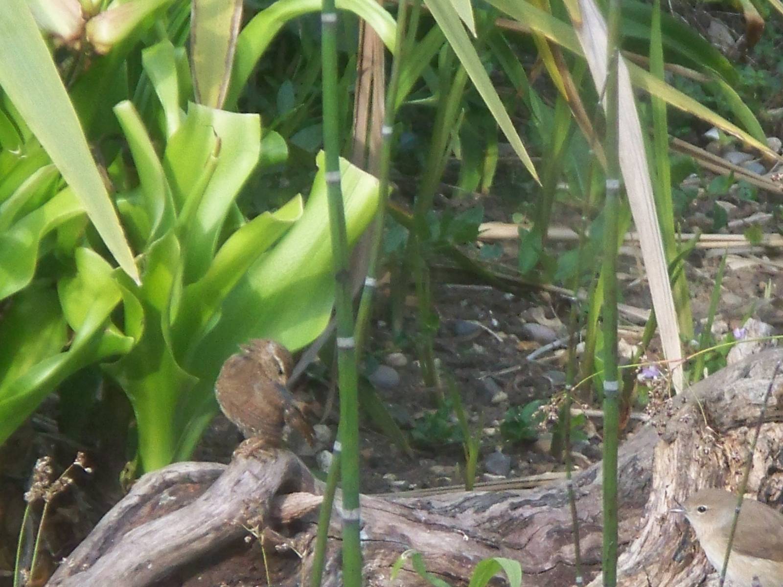 Id please (not the wren)