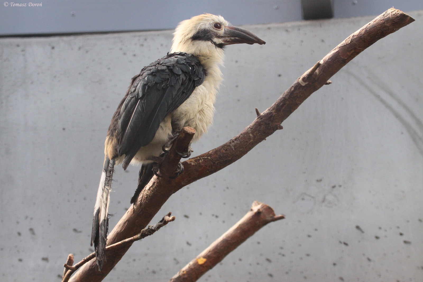 ID Please - Penelopides spp. Tarictic Hornbill