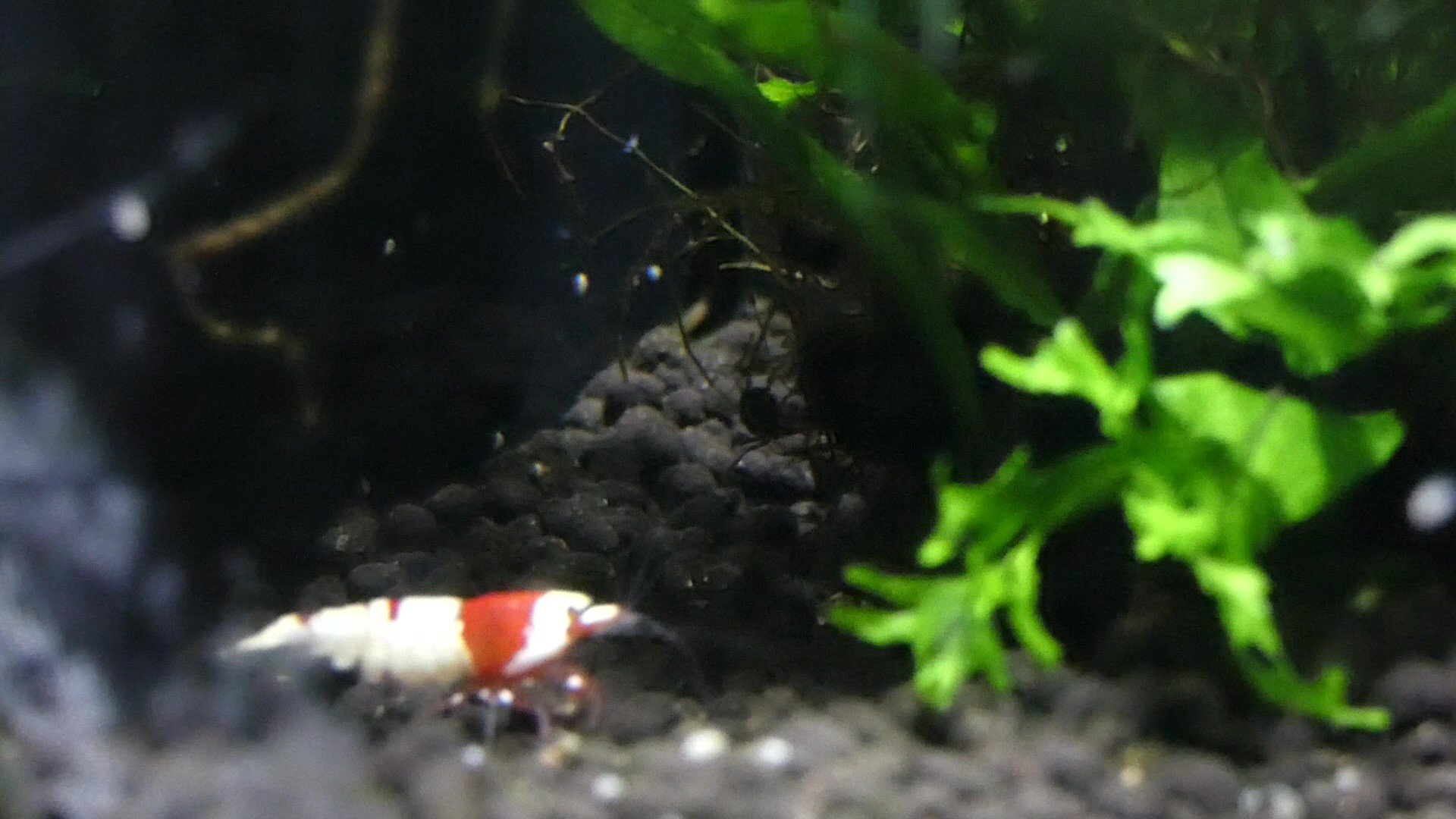 ID Please - Saint Louis Aquarium at Union Station