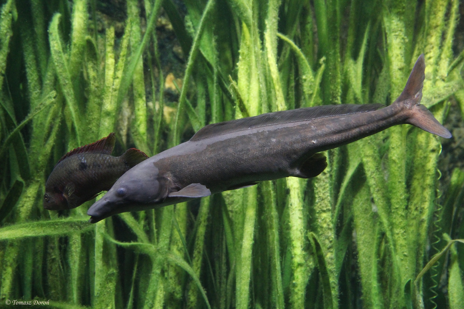 ID please - some african species of fish