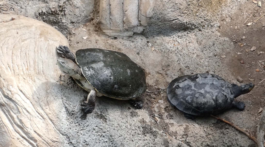 ID PLEASE South American Turtle (Omaha Zoo)