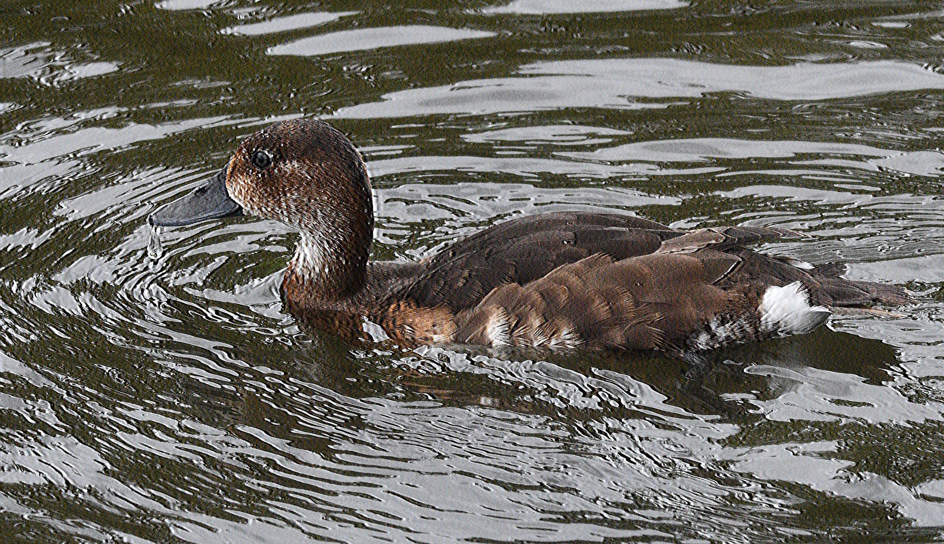 ID please? taken 17 04 2024 in captive collection