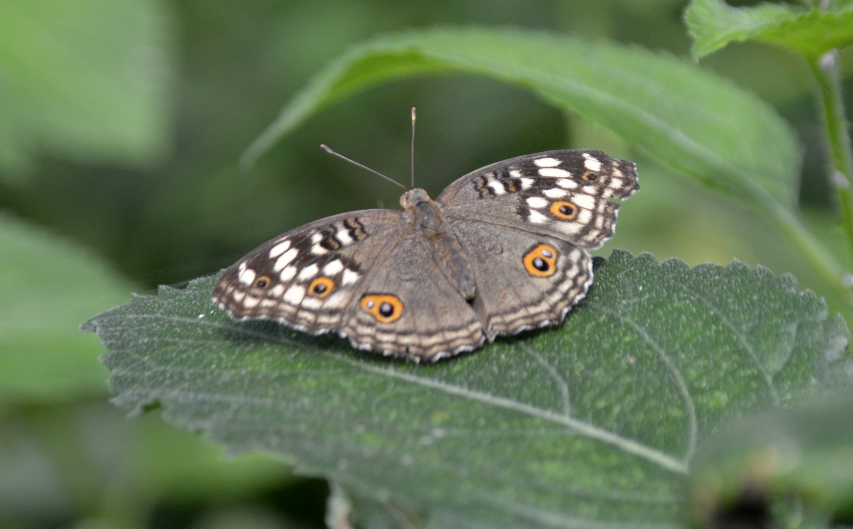 ID Please? taken at Butterfly Farm