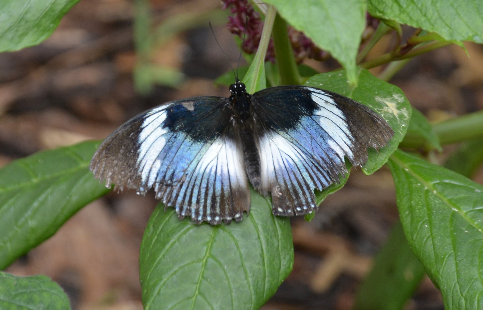 ID Please? taken at Butterfly Farm