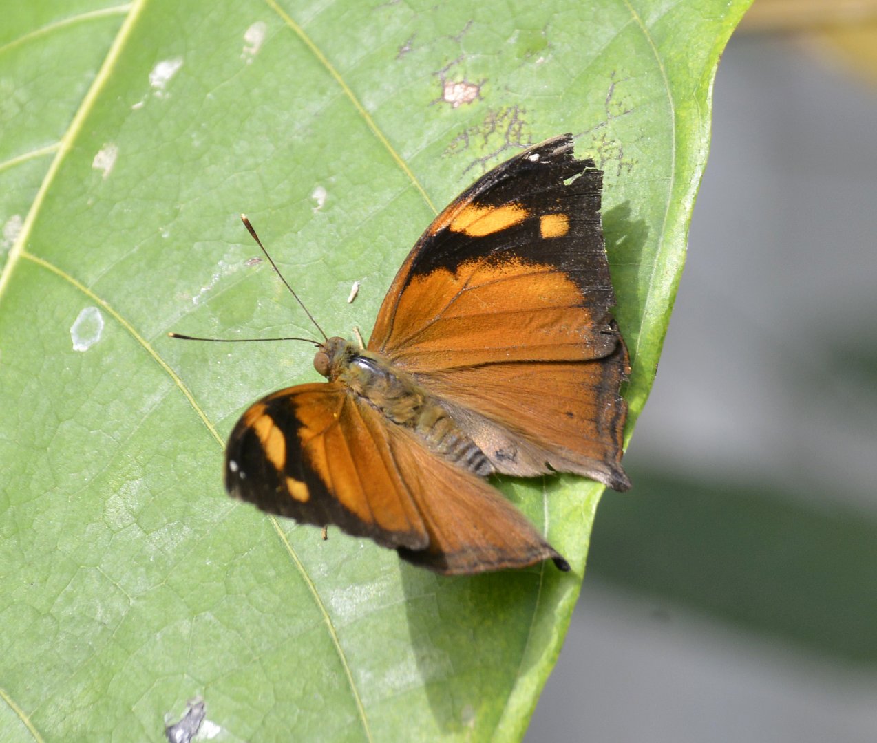 ID Please? taken at Butterfly Farm