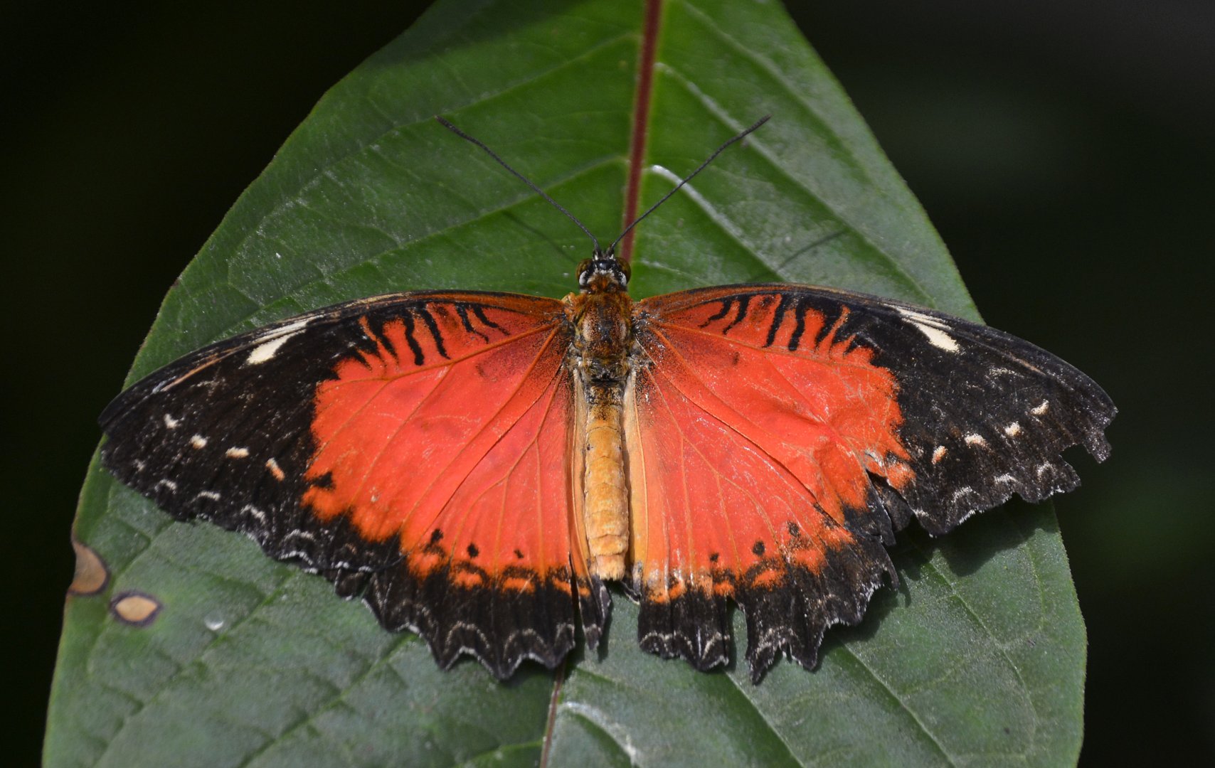 ID Please? taken at Butterfly Farm