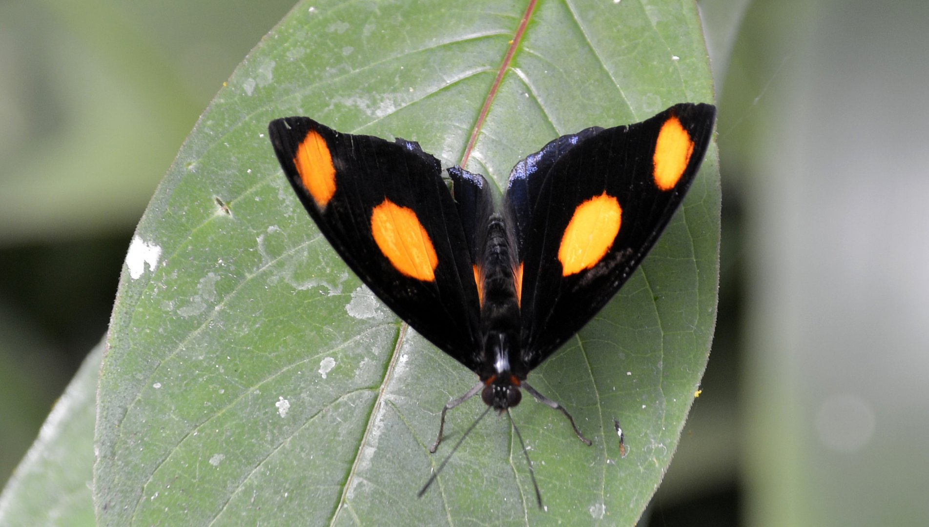 ID Please? taken at Butterfly Farm