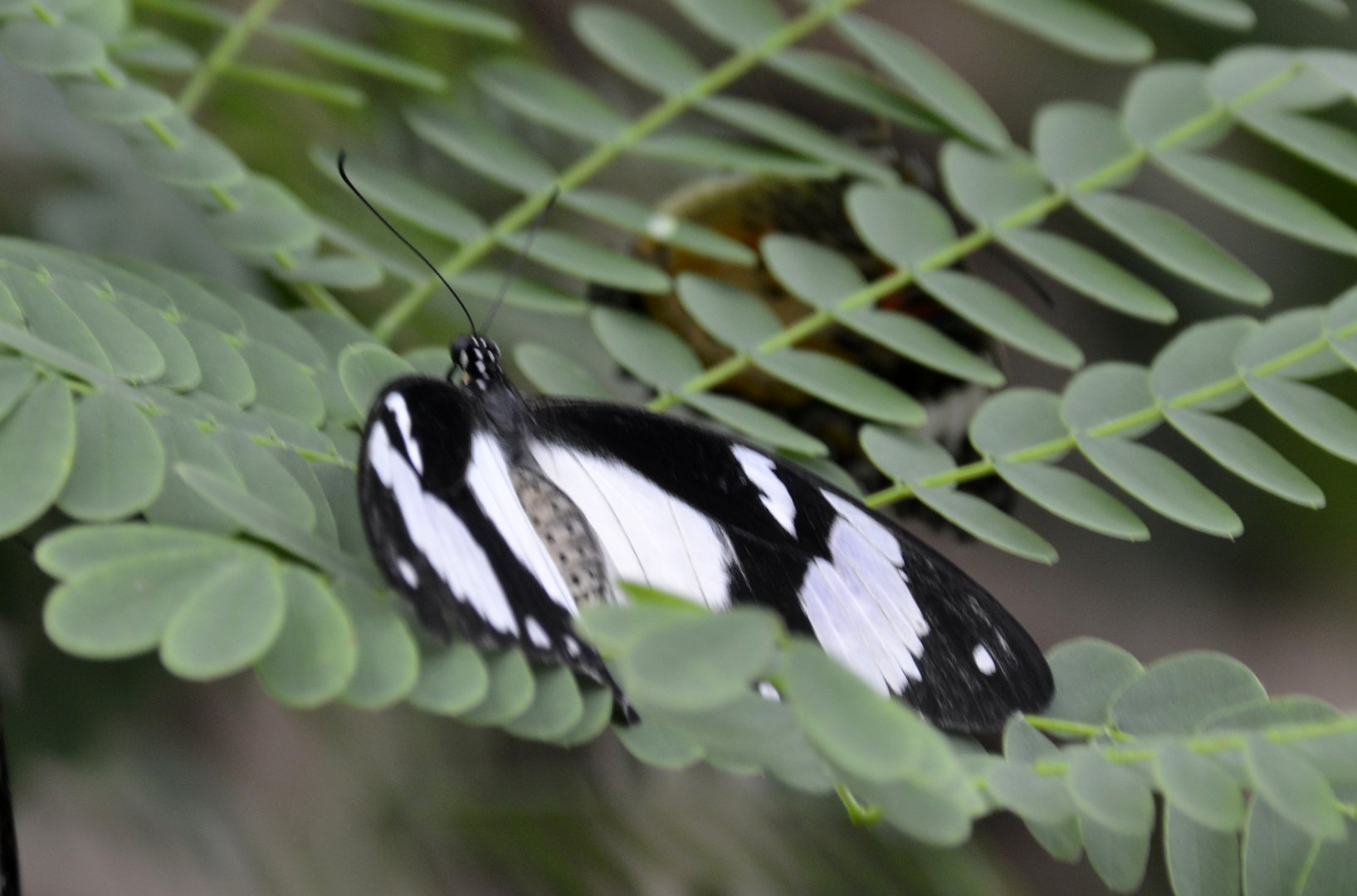ID Please? taken at Butterfly Farm