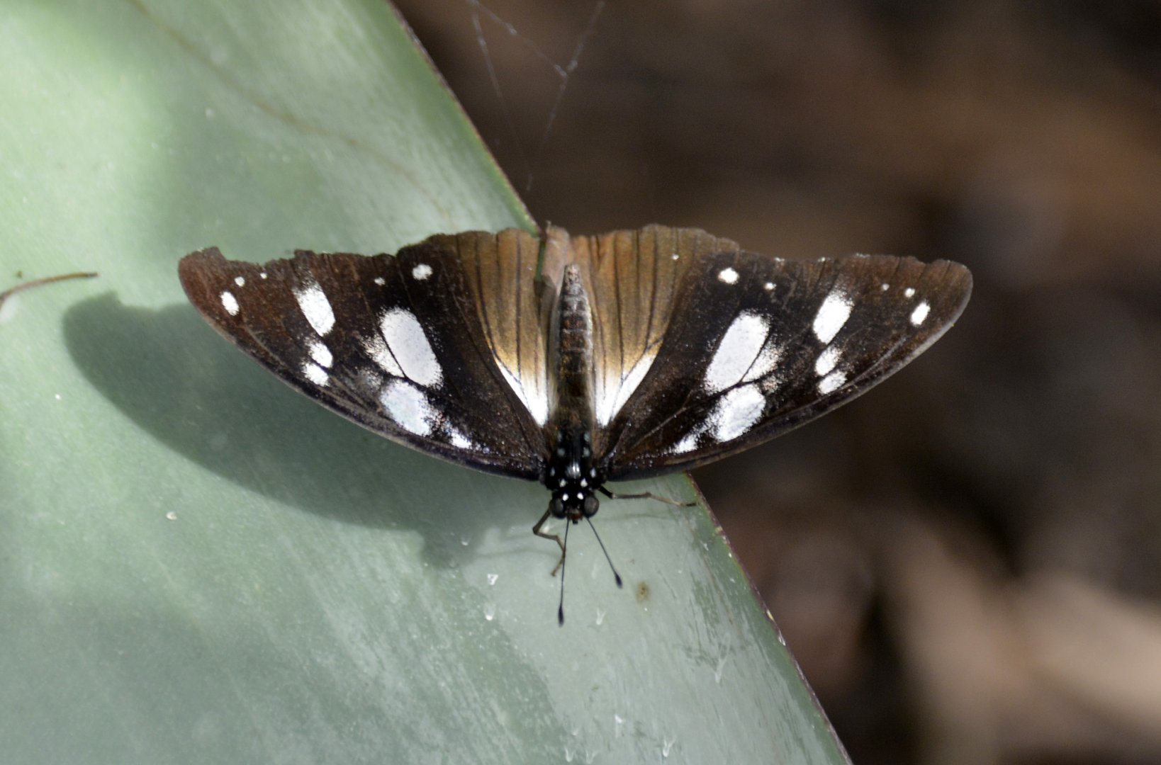 ID Please? taken at Butterfly Farm