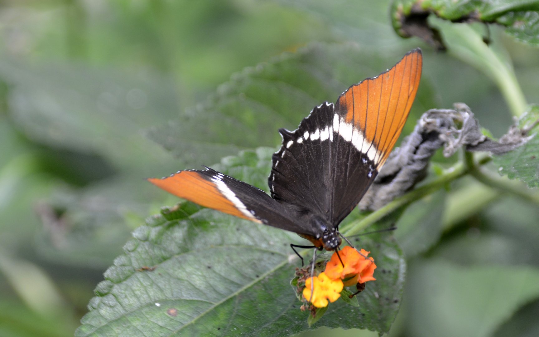ID Please? taken at Butterfly Farm