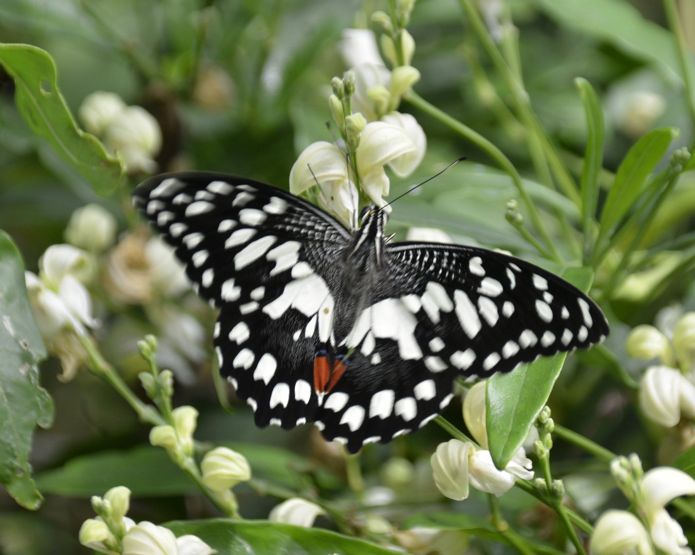 ID Please? taken at Butterfly Farm