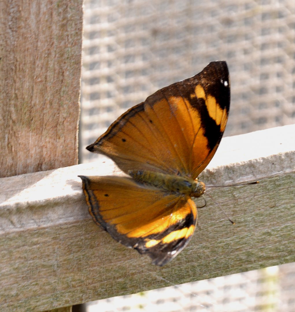 ID Please? taken at Butterfly Farm