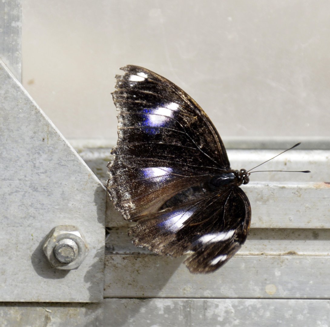 ID Please? taken at Butterfly Farm