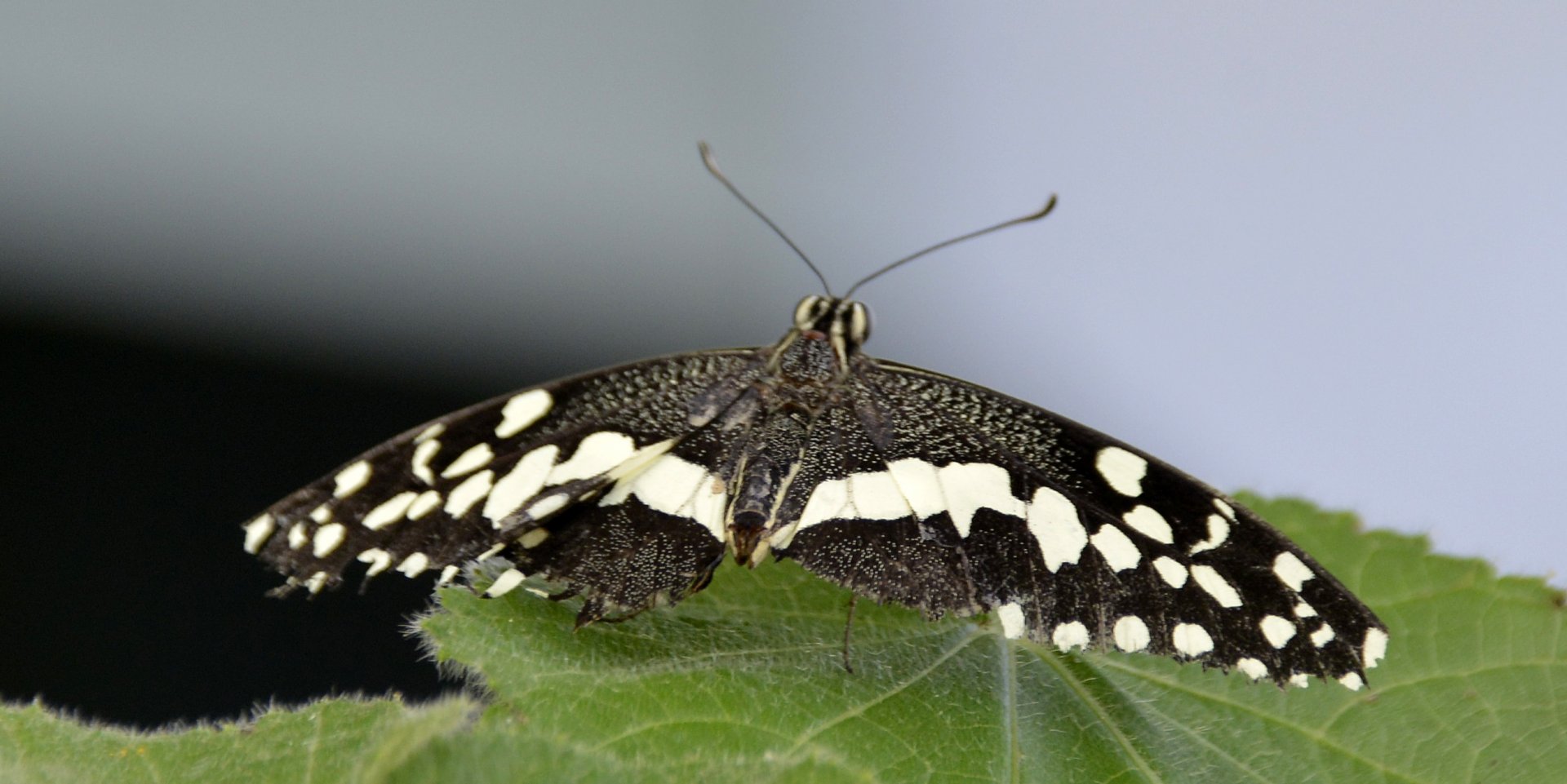 ID Please? taken at Butterfly Farm