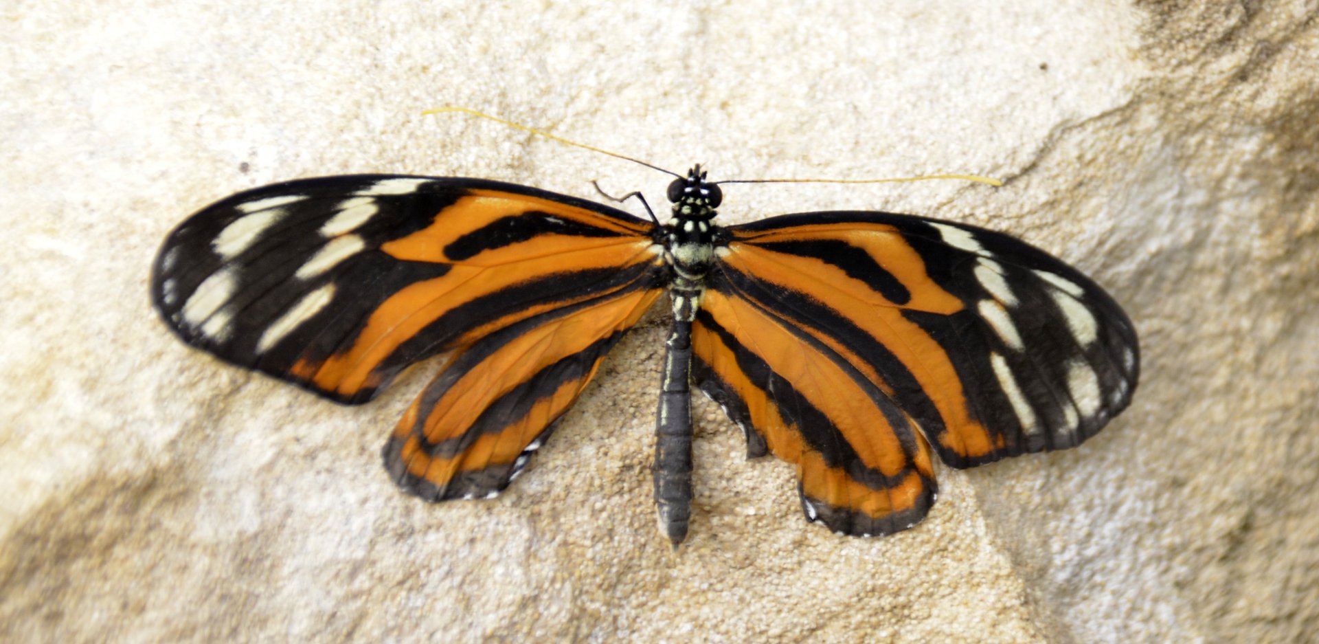 ID Please? taken at Butterfly Farm