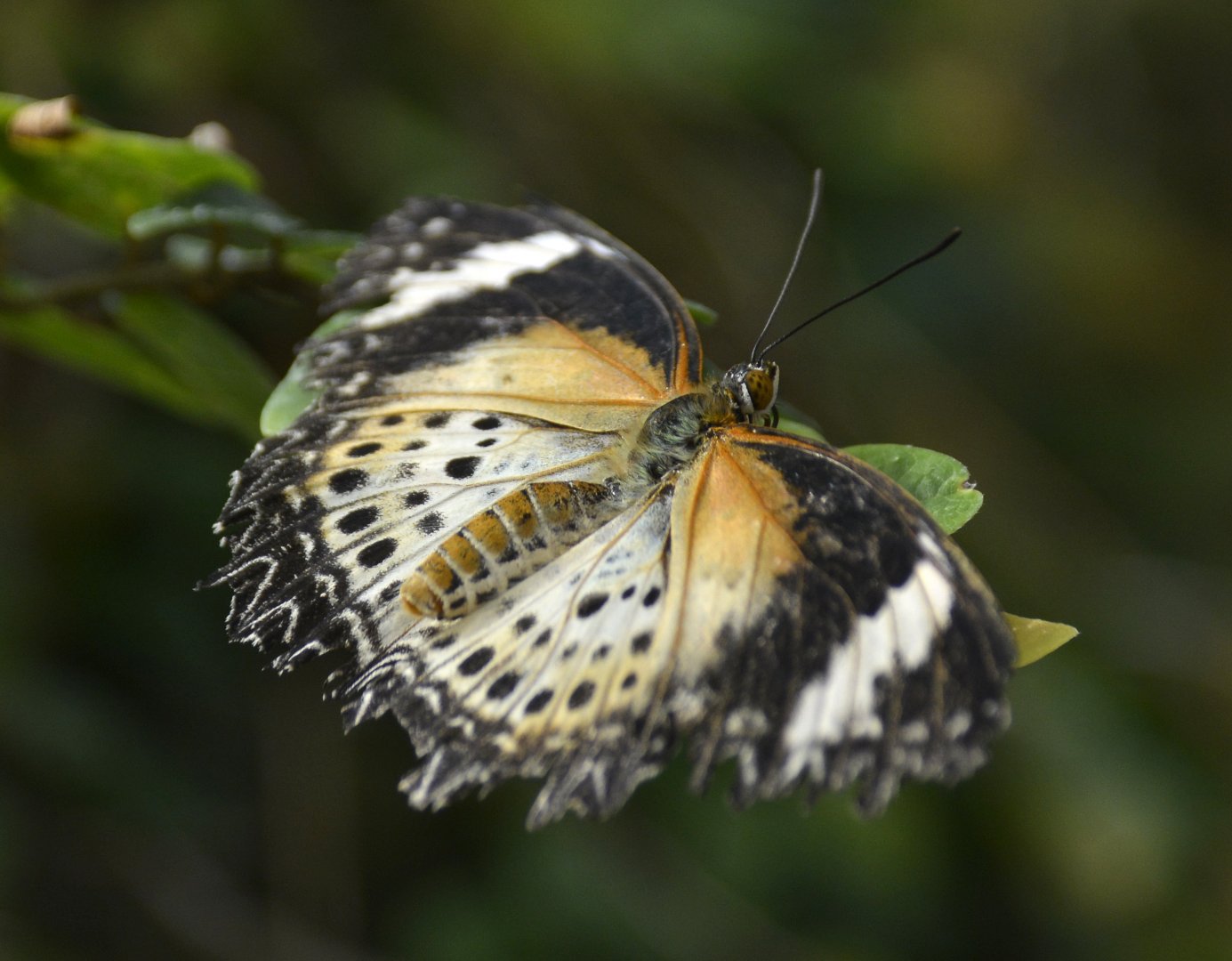 ID Please? taken at Butterfly Farm