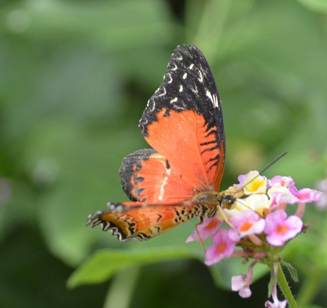 ID Please? taken at Butterfly Farm
