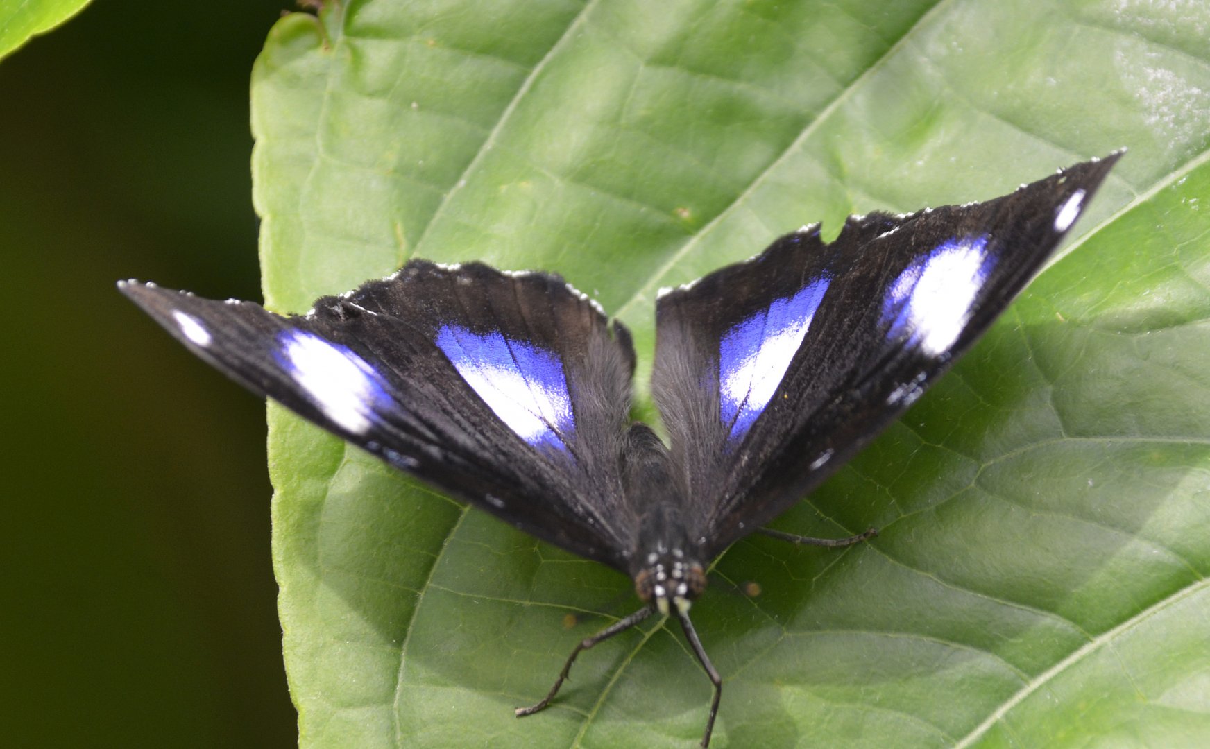 ID Please? taken at Butterfly Farm