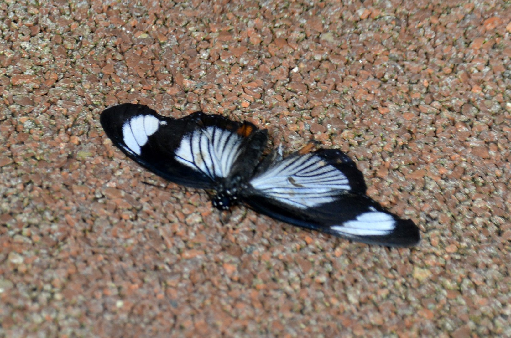 ID Please? taken at Butterfly Farm