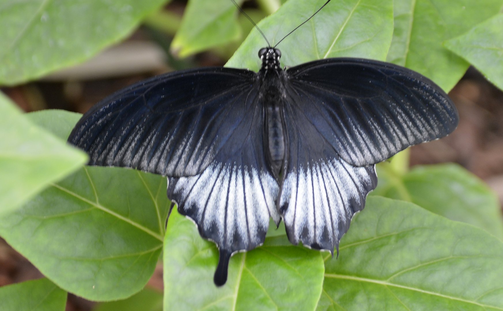 ID Please? taken at Butterfly Farm