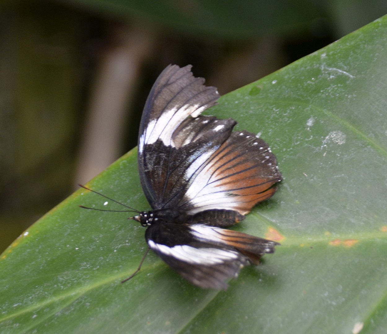 ID Please? taken at Butterfly Farm